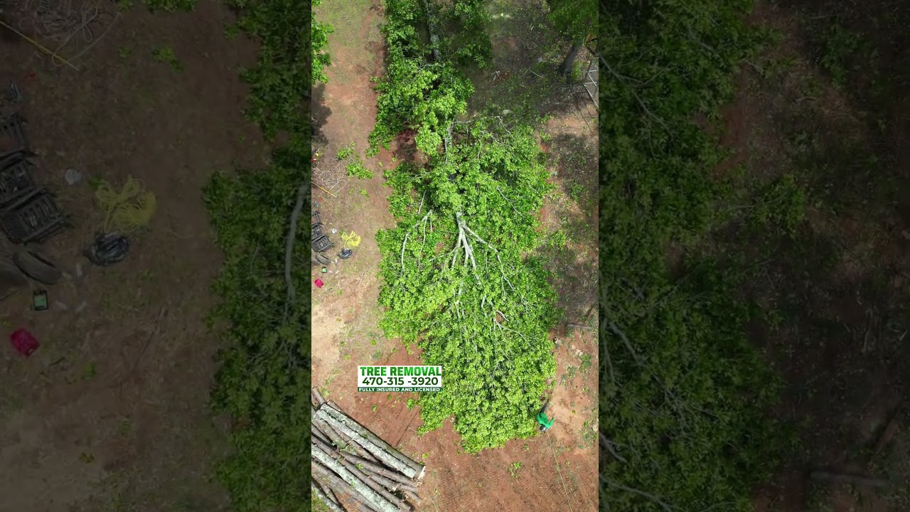 Tree Services / Tree Removal