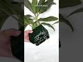 How to Propagate Cordyline Fruticosa or Red Sister Plant in Floral Foam #shorts #youtubeshorts