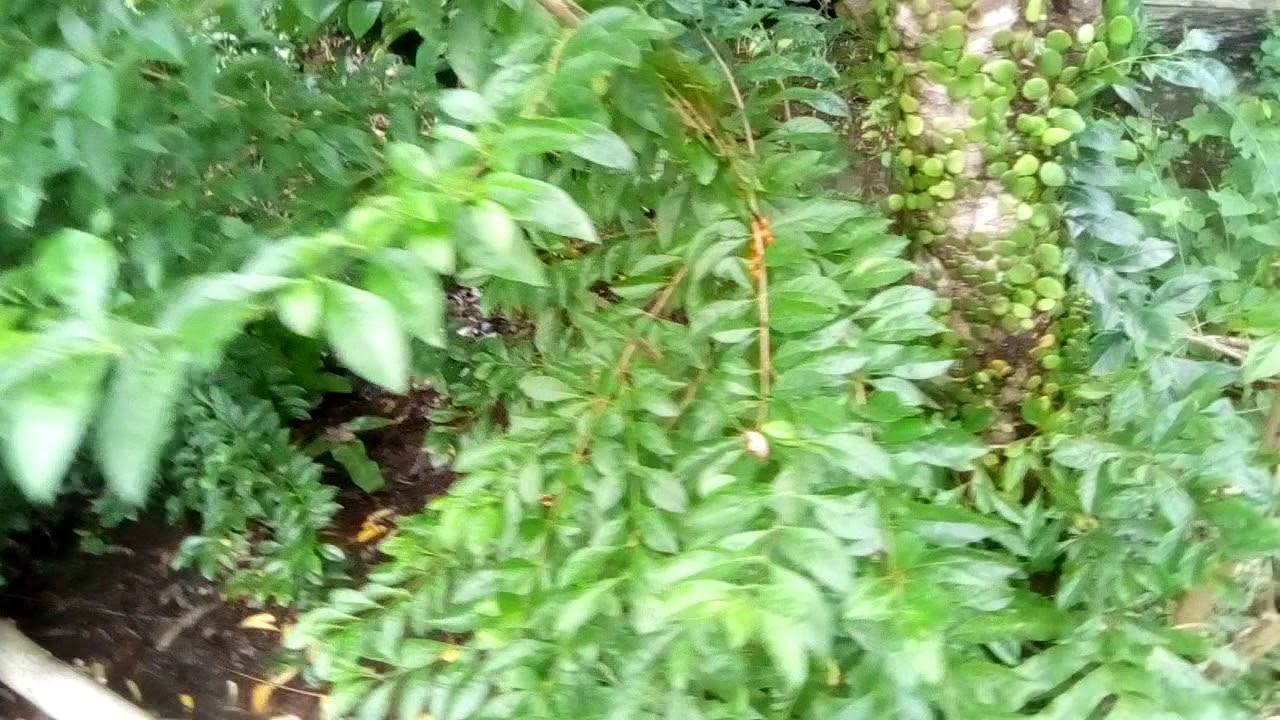  Tanaman  Bunga Pagar  Bonsai  YouTube