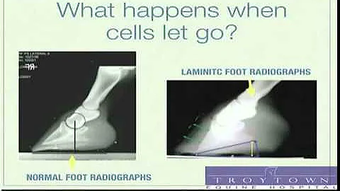 Laminitis in Horses: Seminar by Equine Vet - Part 2-3
