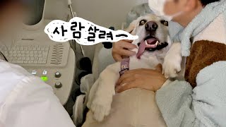 A retriever panicking at a health checkup! And the results are shocking T_T