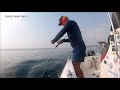 Slow pitch jigging for greater amberjack at 50 meters