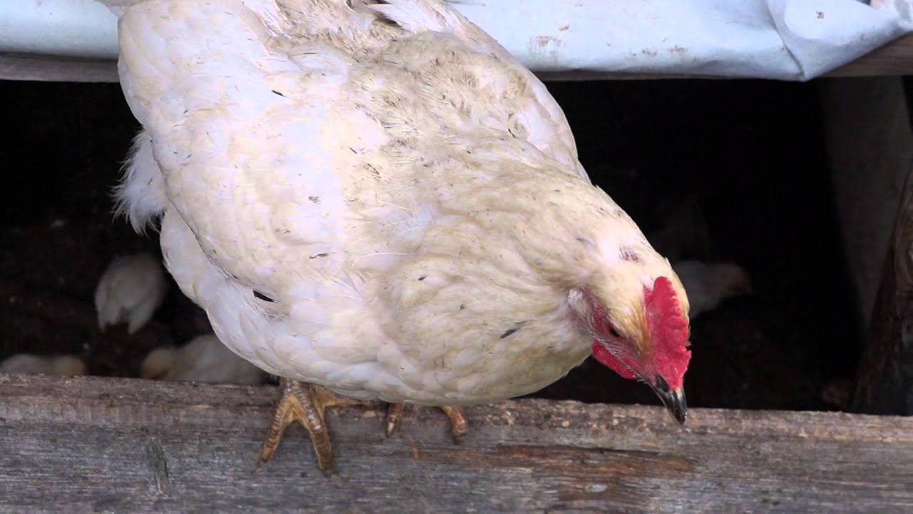 Мама-курица защищает своих деток - YouTube