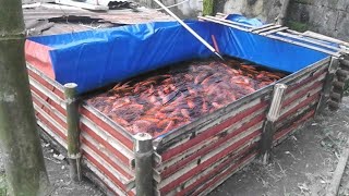 Cultivation Of Red Tile Fish In Tarpaulin Pond Is Profitable