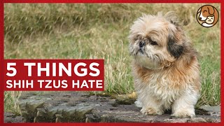 5 Things Shih Tzus Hate Avoid Them