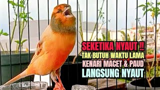 SEKETIKA NYAUT‼Tak Butuh Waktu Lama Kenari Macet LANGSING Nyaut Dengar Cuitan Tajam Gacor PANJANG