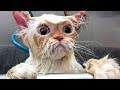 😂 Funniest 😻Cats And 🐶 Dogs - Try Not To Laugh - Funniest Pets Videos
