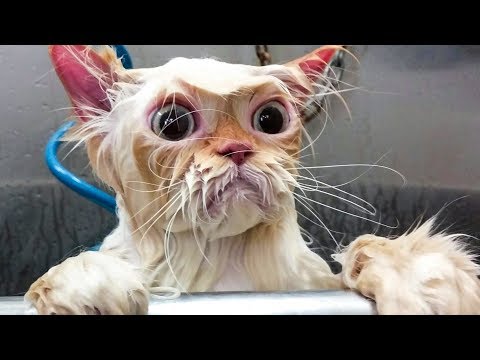 😂-funniest-😻cats-and-🐶-dogs---try-not-to-laugh---funniest-pets-videos