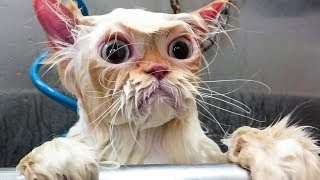 Funniest Cats And  Dogs  Try Not To Laugh  Funniest Pets Videos