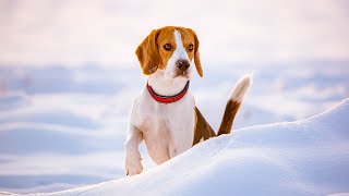 10 Pros and Cons of Owning Beagles