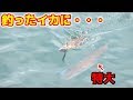 釣ったイカに怪物がついてきた！！！