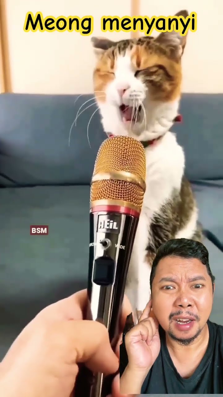 SI MEONG MENYANYI!!!? #cat #duet #funny #memes #sound #cute