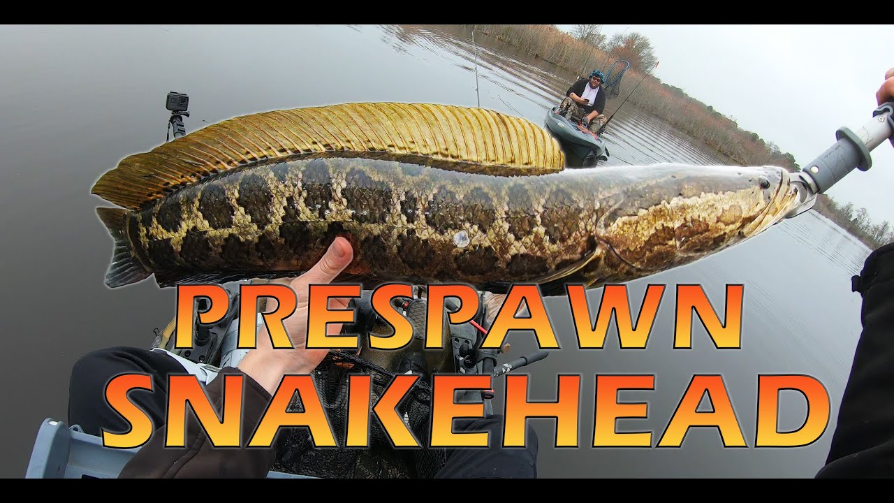 How To Catch Spring Snakehead: The Prespawn Bite Is Fire! - Youtube