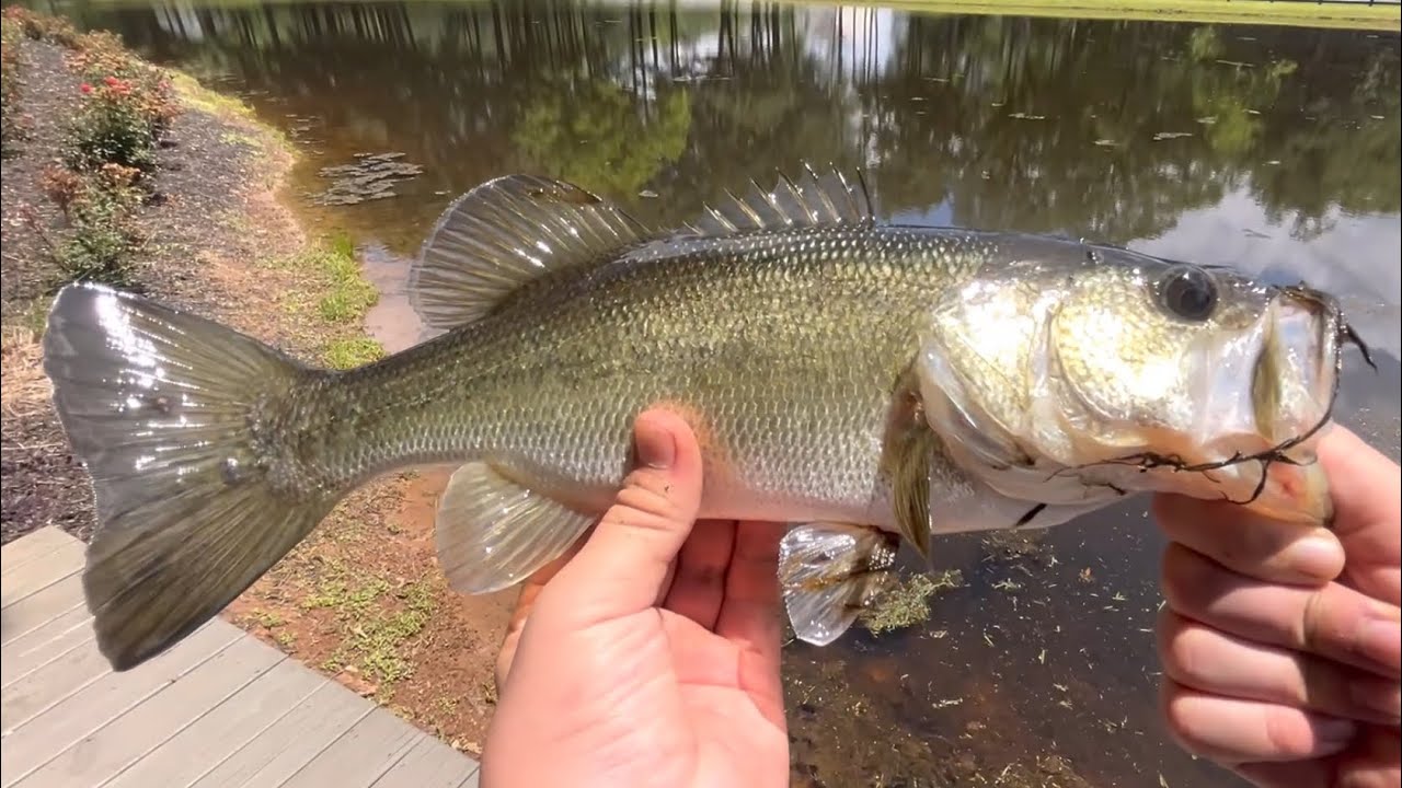 Catching big fish in a small pond
