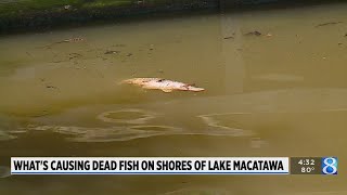 Large numbers of dead fish being reported in Lake Macatawa