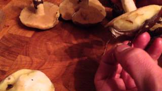 Cleaning slippery jacks, suillus luteus