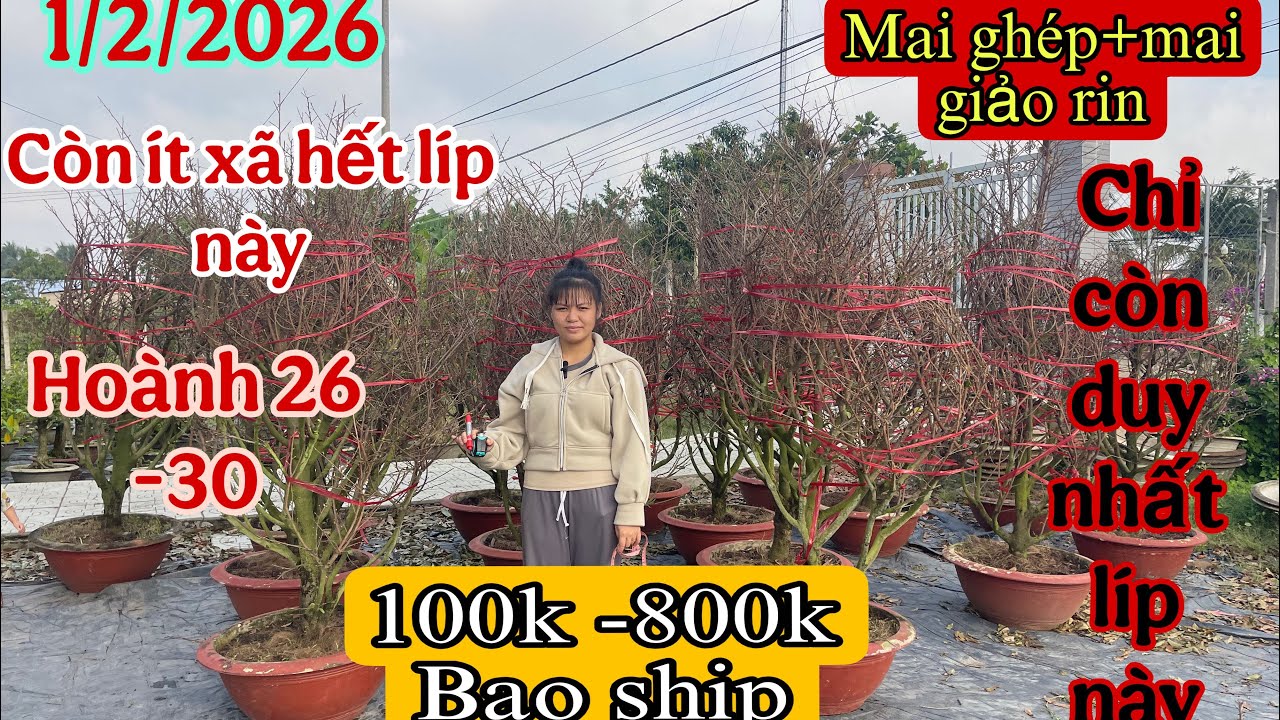 1/2/2026🌲thuý ☎️0366166728GL 16 mã số mai thuần chậu và 1 lô mai ghép chỉ 100k bao ship