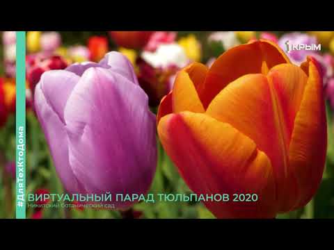 Вопрос: Где в апреле 2020 года в России проходит парад тюльпанов?