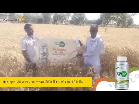 क्या Gromor Nano DAP से गेहूँ की पैदावार बढ़ती है? हरियाणा के किसान का अनुभव | Wheat (Haryana)