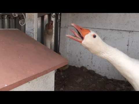 Βίντεο: Πότε οι χήνες γεννούν αυγά;