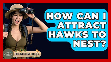How Can I Attract Hawks To Nest? - Bird Watching Diaries