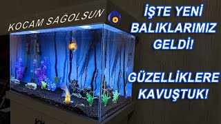 YENİ AKVARYUM KURUYORUZ l Bölüm 3 BALIKLAR GELDİ