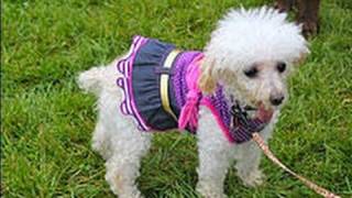 All Mixed Up Dumb Dog Trick