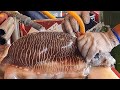 Amazing live cuttlefish cutting sashimi  taiwanese street food