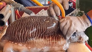 Amazing live Cuttlefish Cutting Sashimi - Taiwanese street food