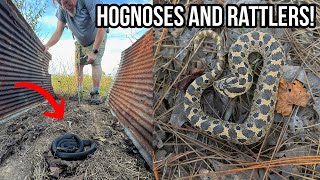 Hogtober Hognoses and Rattlesnakes! More Fall Tin Flipping and Roadcruising for Snakes in Georgia!