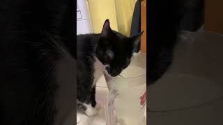 Cat Benny enjoying the cool water.#catplaying #cute #funnycats  | Healing | Calm |#My pets my garden