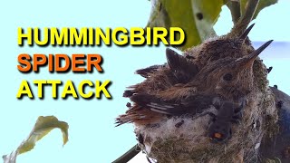 Rare Footage of Spider Attacking Hummingbird Babies