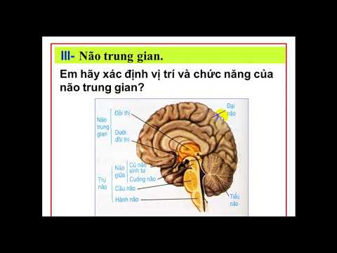Video SINH HỌC 8. Bài 46 - Trụ não, tiểu não, não trung gian. - YouTube