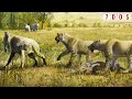 A New Species of Sabre-Toothed Cat Has Been Discovered | 7 Days of Science