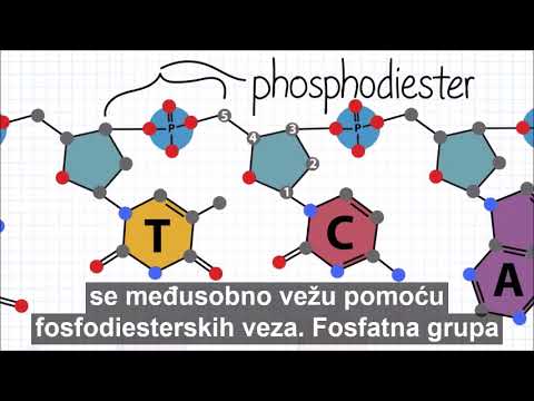 Wideo: Edycja Genomu Kierowana DNA Przy Użyciu Endonukleaz Sterowanych Strukturą