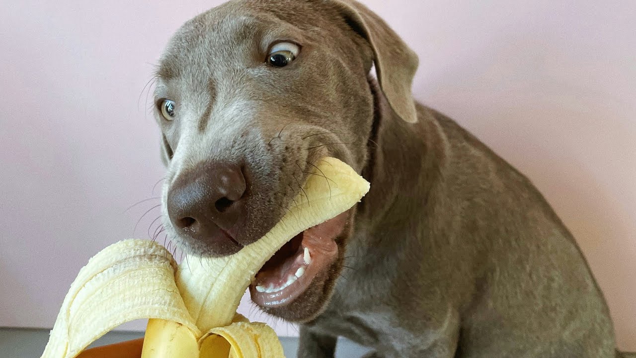 I'll DK ur Bananza for 'bout Treeee Fiddy :p  - Live via OneStream Live 