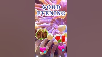 Thumbnail of Good Evening Video, Good Evening Status Gift, Good Evening