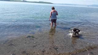 Pixie goes for a swim in the sea.