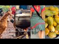 Life of an introvert wife living in South Africa | last day | running errands| village home updates|