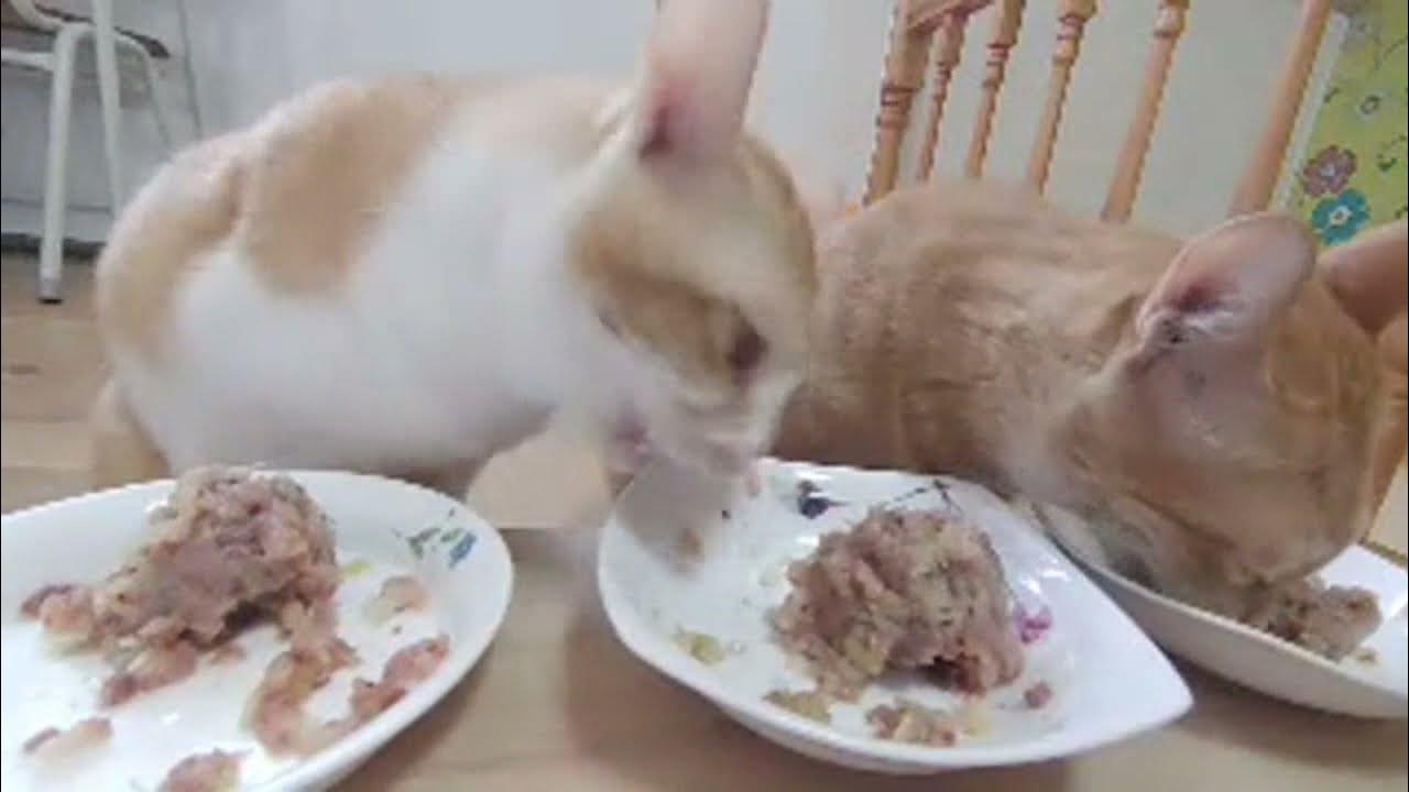 고양이 먹방,처음엔 자기 식사 먹다가 다른 냥이 꺼 먹고 있는 고양이들 Cats eating their own meals and eating other cats YouTube