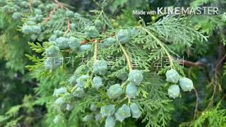 그녀가 처음 울던 날 - 김광석 (1시간듣기)