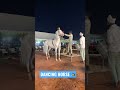 DANCING HORSE || JODHPUR HORSE SHOW 2022