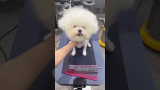 RESCUED Bichon Frise's amazing grooming  #dog #cutedog #care