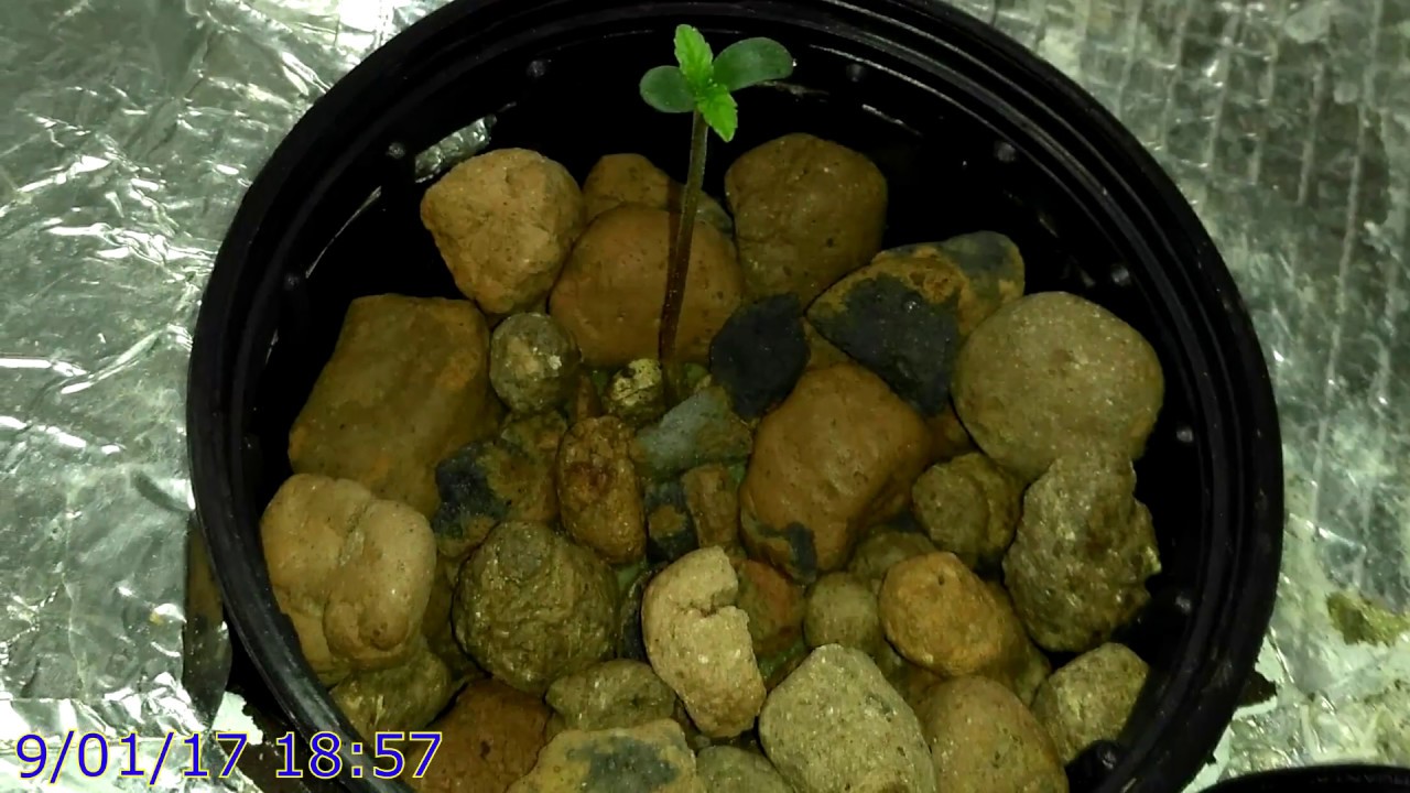 G13 Labs Seeds Blueberry Gum, stage 1: seeding & pre-vegetation