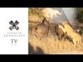 Lions vs Buffalo - Londolozi TV