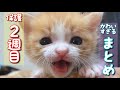 【子猫】保護2週目のまとめ【かわいすぎる】