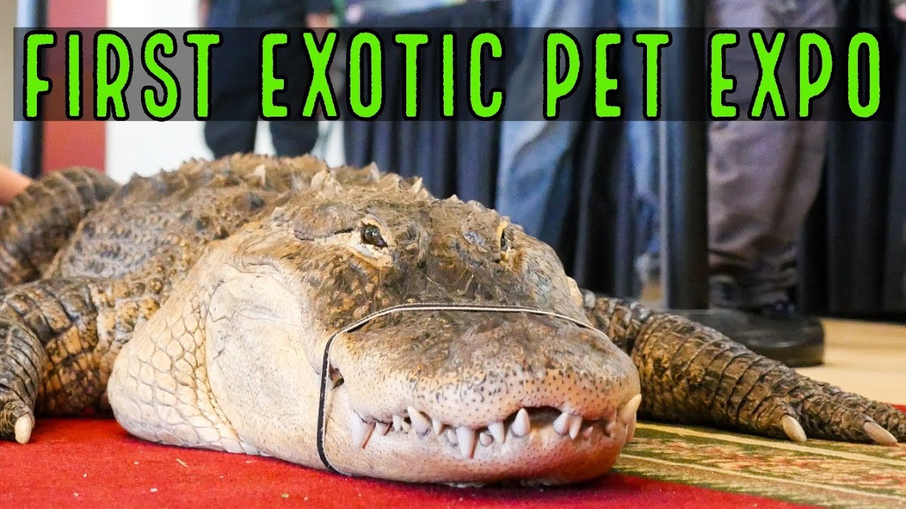 North American Reptile Breeders Convention - Tarantulas & Snakes