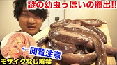 ヌタウナギを踊り焼きしたら芸術的だった Youtube ヌタウナギを踊り焼きしたら芸術的だった Youtube