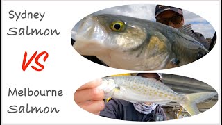 Salmon Lure Fishing | Melbourne Fishing