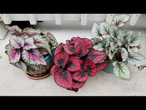 Video: Indoor Rex Begonia Care – Cómo cultivar Rex Begonia como planta de interior